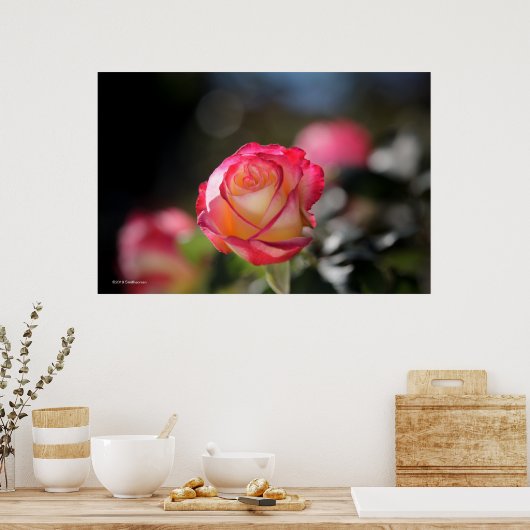 Poster Rose Double Delight (Cuisine)