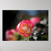 Poster Rose Double Delight (Devant)