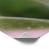 Poster Rose douce (Coin)