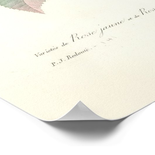 Poster Rose du Bengale (Coin)