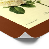 Poster Rose du Bengale 16 X 20 (Coin)