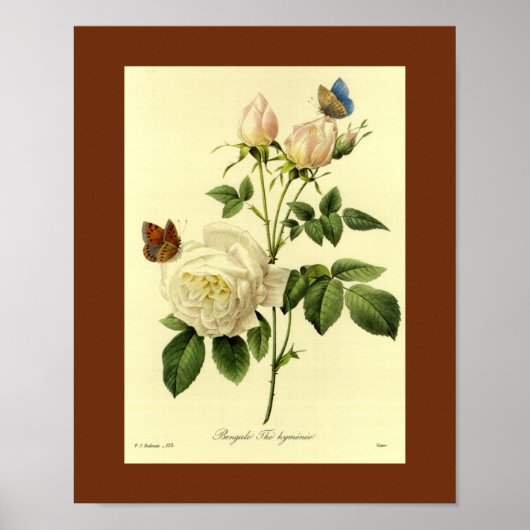 Poster Rose du Bengale 16 X 20 (Devant)
