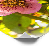 Poster Rose du carême. Helleborus. Vous êtes aimés ! (Coin)