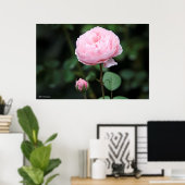 Poster Rose du château d'Alnwick (Bureau à domicile)