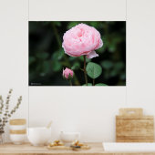 Poster Rose du château d'Alnwick (Cuisine)