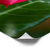 Poster Rose du désert Adenium rose Obesum (Coin)