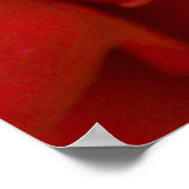 Poster Rose Du Jacquard (Coin)