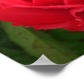 Poster Rose Eclipse King Terrazza (Coin)