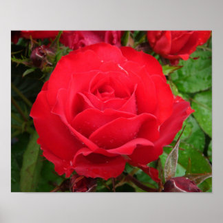 Poster Rose Eclipse King Terrazza