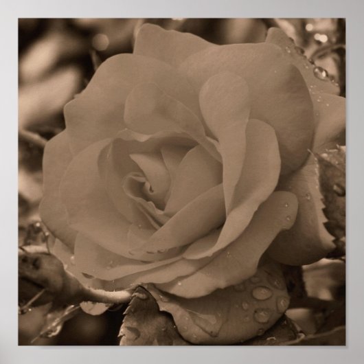 Poster Rose En Fleur Avec Arrosage À Sepia (Devant)