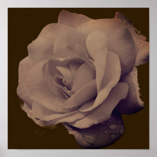 Poster Rose En Fleur Avec Raindrops Vintage