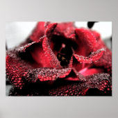 Poster Rose en fleurs Poster/Imprimer (Devant)