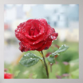 Poster Rose en gouttes de pluie (Devant)