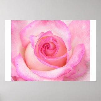 Poster Rose en mode Macro