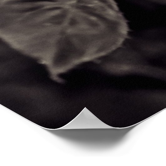 Poster Rose en noir et blanc (Coin)