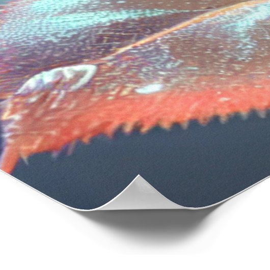 Poster Rose en verre translucide - Pêche (Coin)