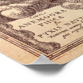 Poster Rose éolien anamorphique (Coin)