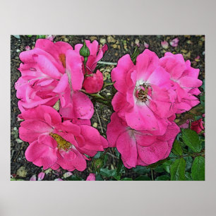 Poster Rose Escalade rose Numériquement amélioré