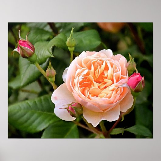 Poster Rose et bourgeons orange pâle (Devant)