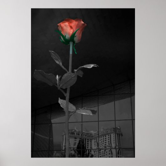 Poster Rose et réflexion, Las Vegas (Devant)