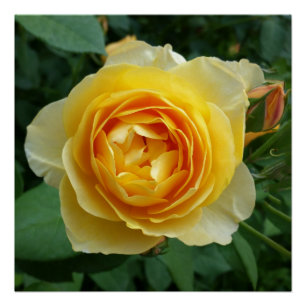 Poster rose et rosebud