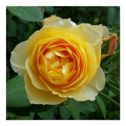 Poster rose et rosebud (Devant)