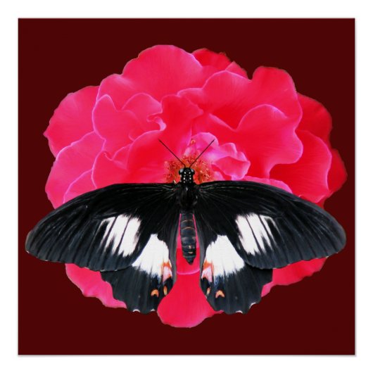 Poster Rose et Swallowtail (Devant)