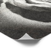 Poster Rose étouffé (Coin)