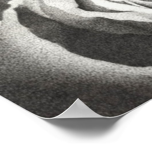 Poster Rose étouffé (Coin)