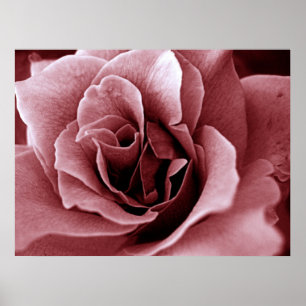 Poster Rose Fleur Monochrome de Près