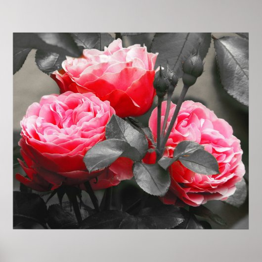 Poster Rose Fleur : Rose Color Pop (Devant)