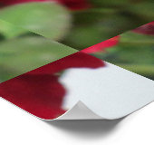 Poster Rose fleur rouge (Coin)