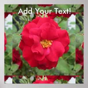 Poster Rose fleur rouge