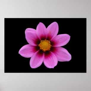 Poster rose Floral