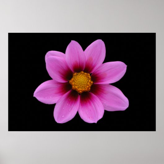 Poster rose Floral (Devant)