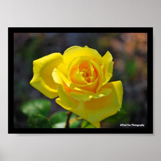 Poster Rose Florale Jaune (Devant)