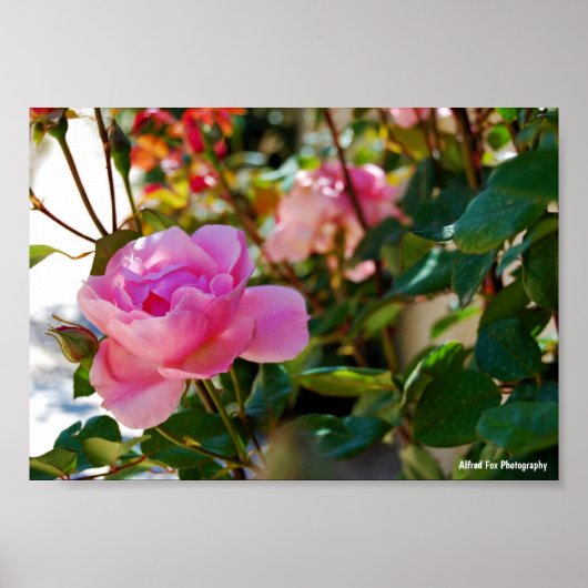 Poster Rose Florale Rose (Devant)