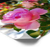 Poster Rose Florale Rose (Coin)