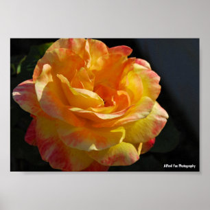 Poster Rose florale rose et jaune