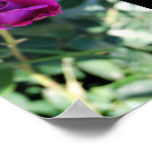 Poster Rose Florale Violette (Coin)