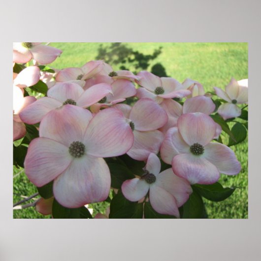 Poster rose Flower Dogwood (Devant)