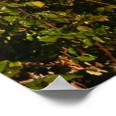 Poster Rose Garden et Rose Bowl Connexion Stade (Coin)