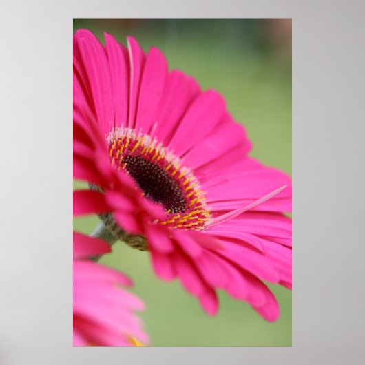 Poster rose Gerbera Daisy (Devant)