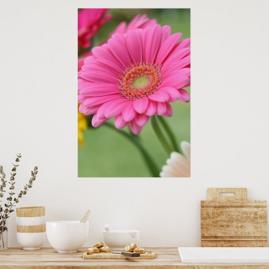 Poster rose Gerbera Daisy (Cuisine)