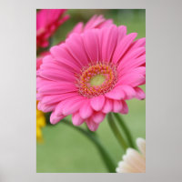 Poster rose Gerbera Daisy