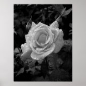 Poster Rose humide (Devant)