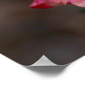 Poster Rose hybride (Coin)