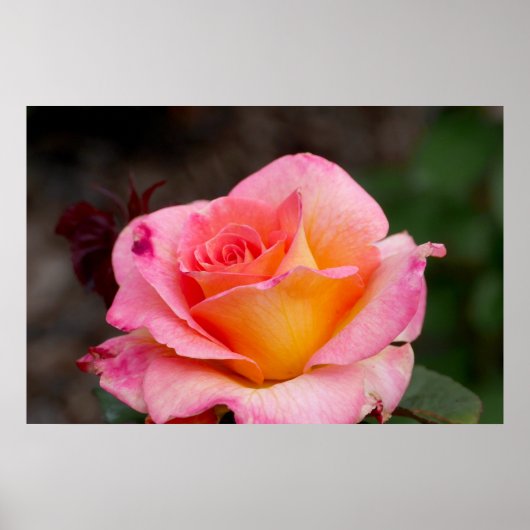 Poster Rose hybride (Devant)