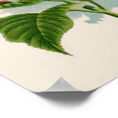 Poster rose Hydrangea (Coin)