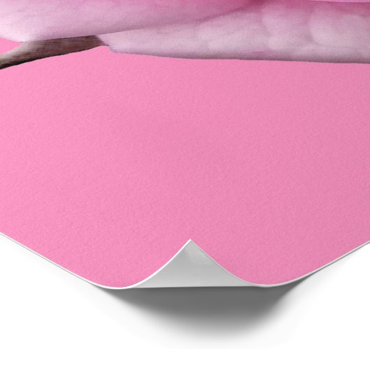 Poster rose Imprimer Beau Art Fleur Imprimer (Coin)